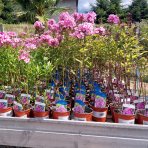 Flox metlinatý (Phlox paniculata) ‘SWEET SUMMER MELODY’® - kont. C1,5L